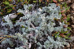 Oxytropis putoranica