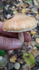 Tricholoma fulvum