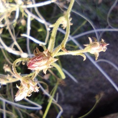 Pleurocoronis pluriseta