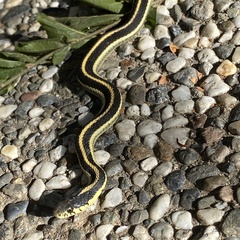 Thamnophis elegans elegans