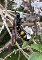 Pygodasis quadrimaculata