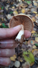 Tricholoma fulvum