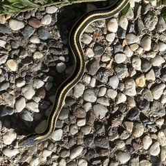 Thamnophis elegans elegans