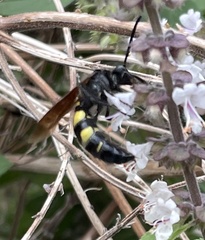 Pygodasis quadrimaculata