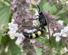 Pygodasis quadrimaculata