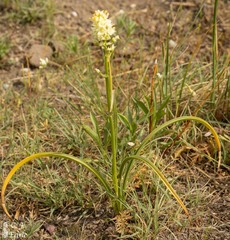 Toxicoscordion venenosum