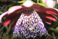 Passiflora alata
