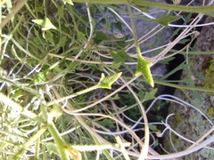 Pleurocoronis pluriseta