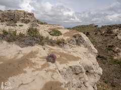 Astragalus spatulatus