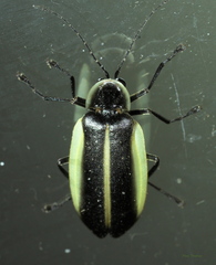 Photurinae