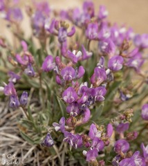 Astragalus spatulatus