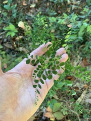 Phyllanthus tenellus