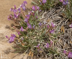 Astragalus spatulatus