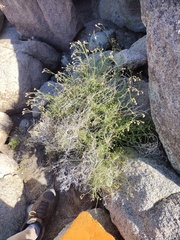 Pleurocoronis pluriseta