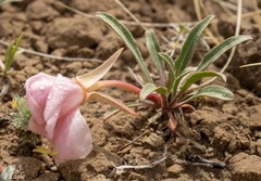 Oenothera cespitosa