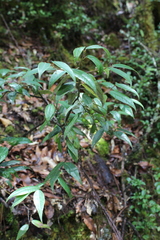 Litsea glaucescens