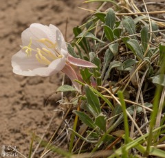 Oenothera cespitosa