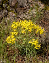 Erysimum asperum