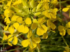 Erysimum asperum