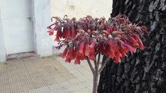 Bryophyllum