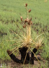 Yucca glauca