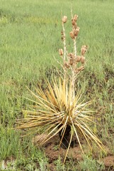 Yucca glauca