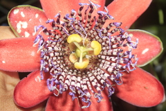 Passiflora alata
