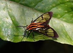 Paraethria flavosignata