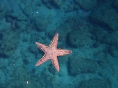 Astropecten platyacanthus