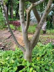 Cassia javanica