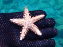 Astropecten platyacanthus
