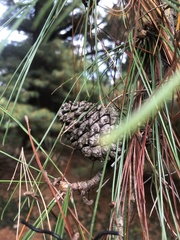 Pinus yunnanensis
