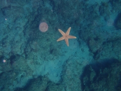 Astropecten platyacanthus