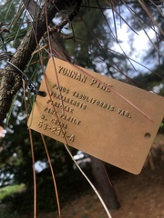 Pinus yunnanensis
