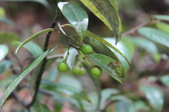 Litsea glaucescens