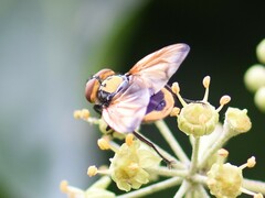 Phasia aurigera