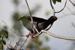 Patagioenas leucocephala