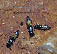 Monotomidae