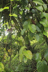 Passiflora alata