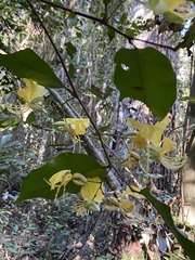 Swartzia simplex continentalis