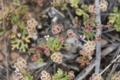 Trachymene cyanopetala