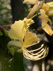 Swartzia simplex continentalis