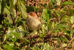 Cisticola