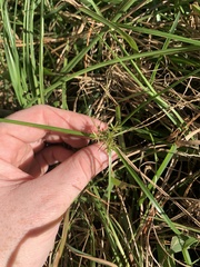Cyperus croceus