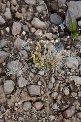 Cerastium bialynickii
