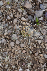 Festuca auriculata