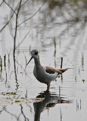 Himantopus himantopus