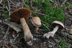 Cortinarius laniger