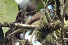 Pachyramphus versicolor