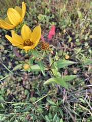Bidens trichosperma